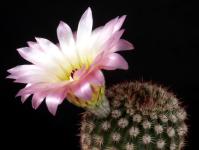 Thumbnail of 0323_Notocactus eugeniae_20190423_02(1).JPG